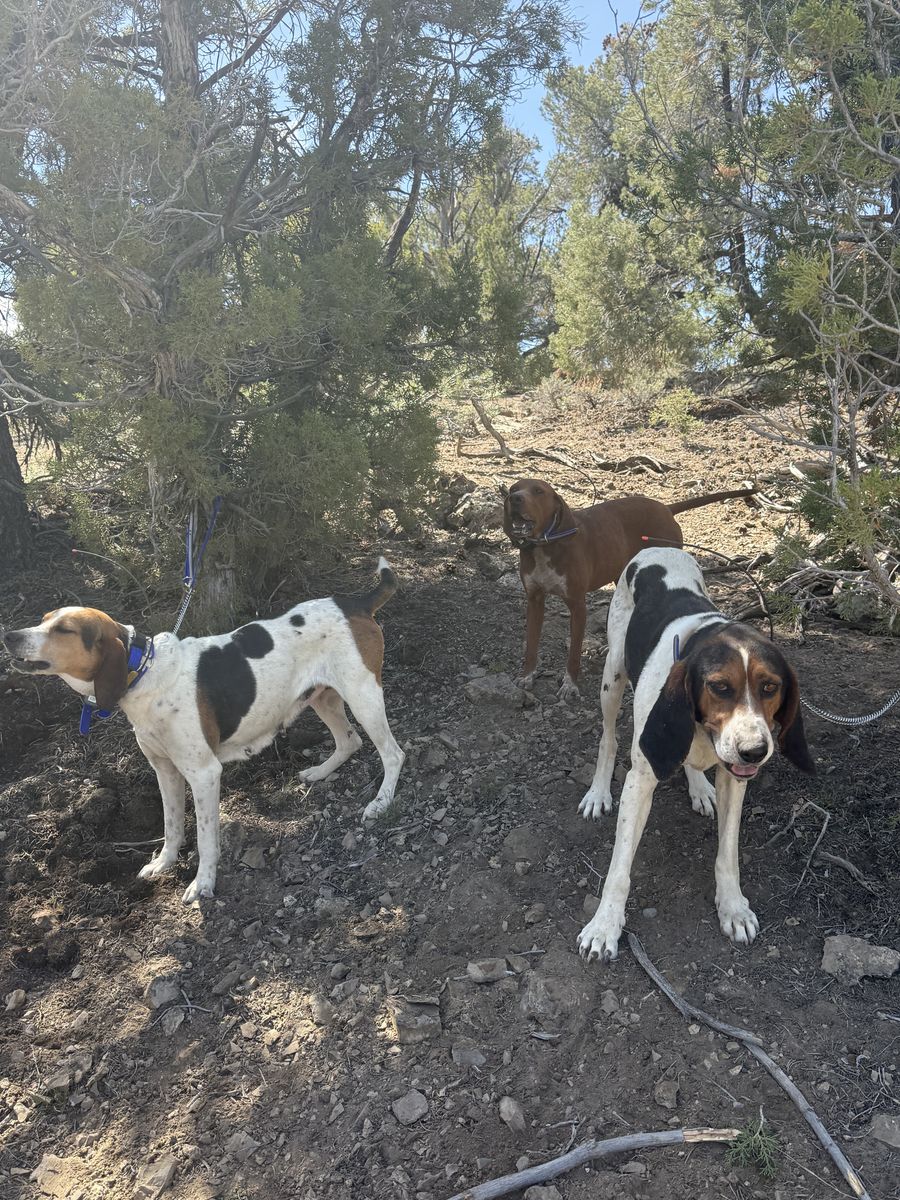 Walker Hound- Puppy Trainer