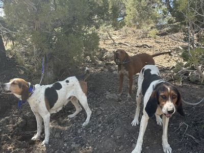 Walker Hound- Puppy Trainer