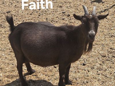 Nigerian Dwarf Mama Doe + 2 Nursing Bucklings – Must Go Together