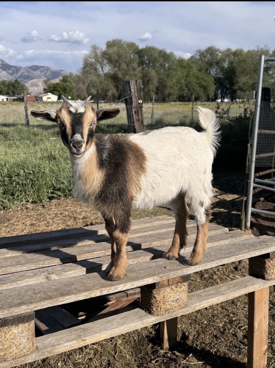 Nigerian Dwarf Goat Female Doeling Kid