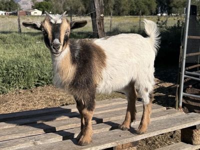Nigerian Dwarf Goat Female Doeling Kid