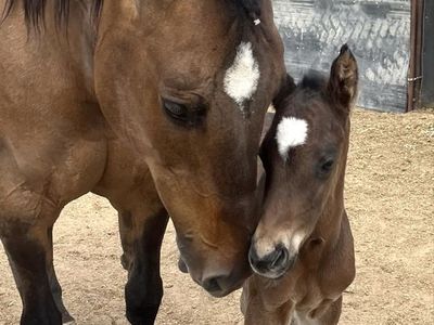 Horse Riding lessons