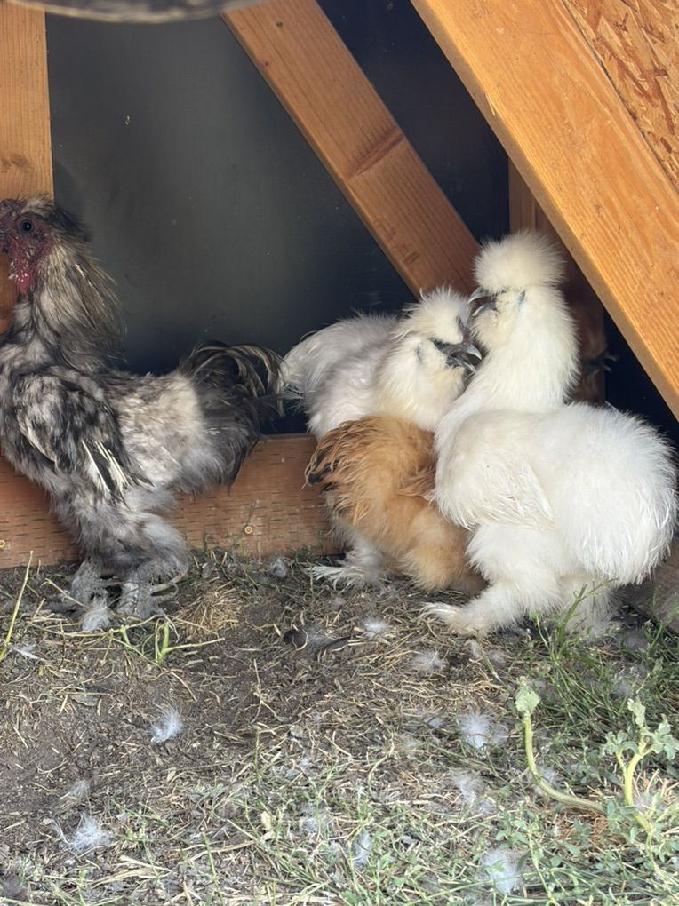 Silky Chickens