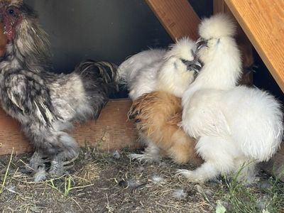 Silky Chickens