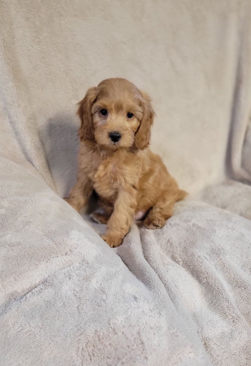 Cavapoo