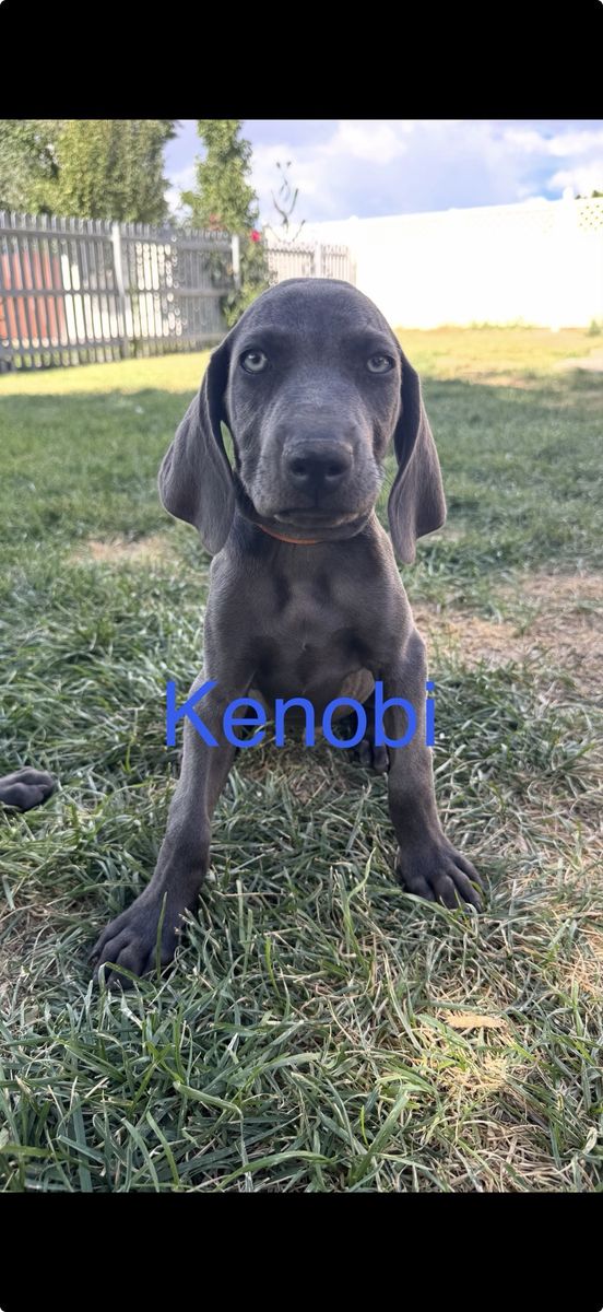 AKC Registered Weimaraner Puppies -