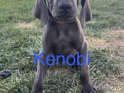 AKC Registered Weimaraner Puppies -
