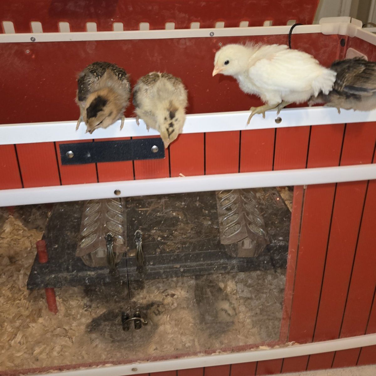 Easter egger started pullets chicks