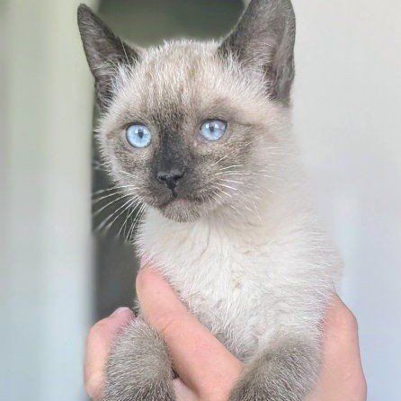 Male Siamese coloring kitten. Vaccines & dewormed. 10 weeks old- ready to go today! Sooo adorable and friendly.