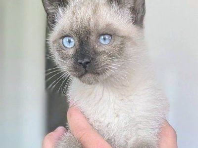 Male Siamese coloring kitten. Vaccines & dewormed. 10 weeks old- ready to go today! Sooo adorable and friendly.