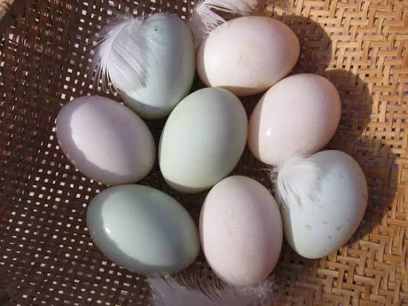 Duck eggs (not fertile)
