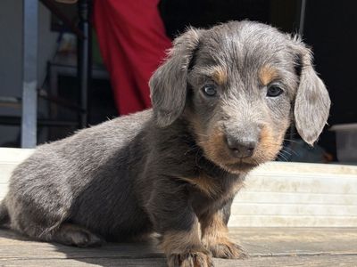 Mini long hair dachshund