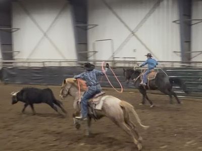 Dynamite Jr. Rodeo Head/heel Horse (SOUND)