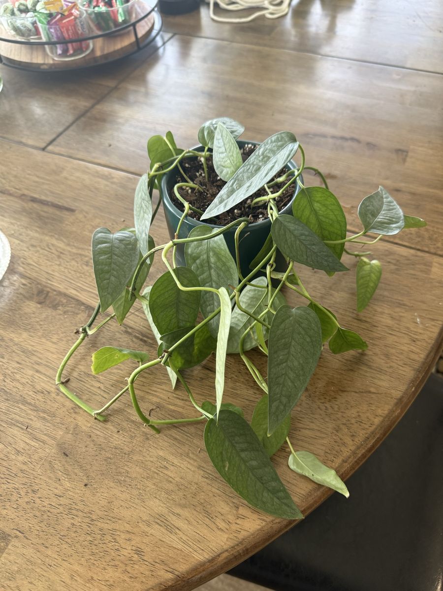 Cebu Blue Pothos