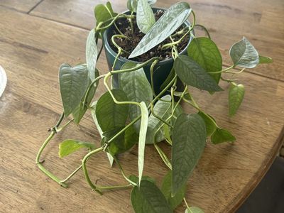 Cebu Blue Pothos