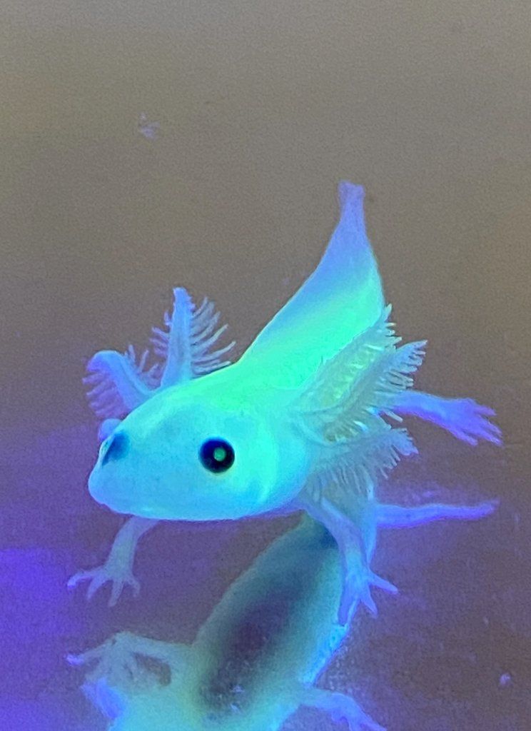 Rare GFP Leucistic Neon Green 4 Juvenile