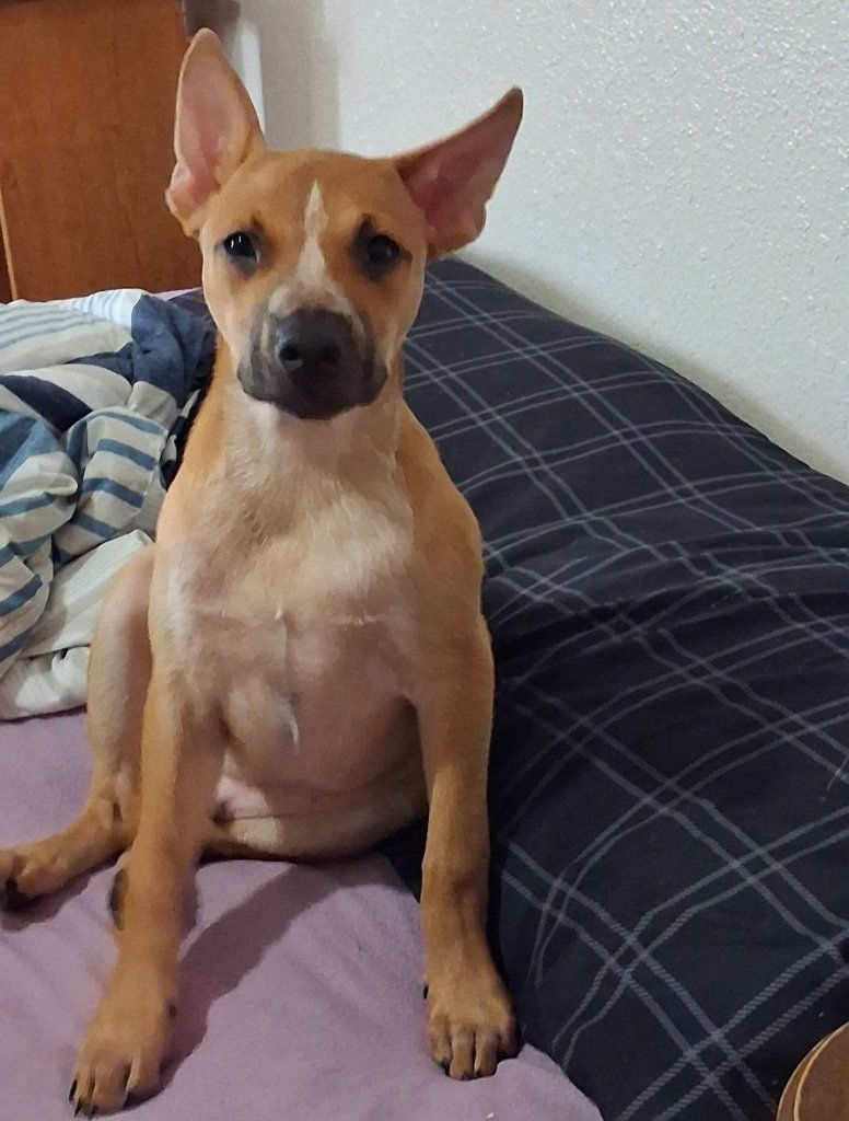 blue healer and red nose pit mix