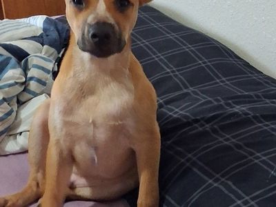 blue healer and red nose pit mix