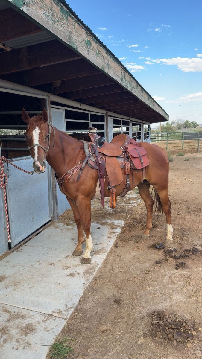 4 Year Old Gelding