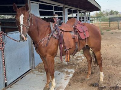 4 Year Old Gelding