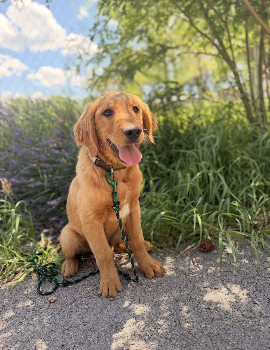 AKC Trained Golden Retriever