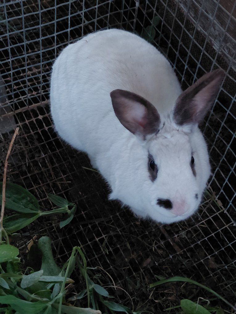 Probably New Zealand Rabbit