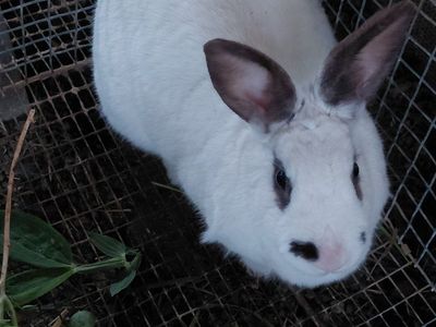 Probably New Zealand Rabbit
