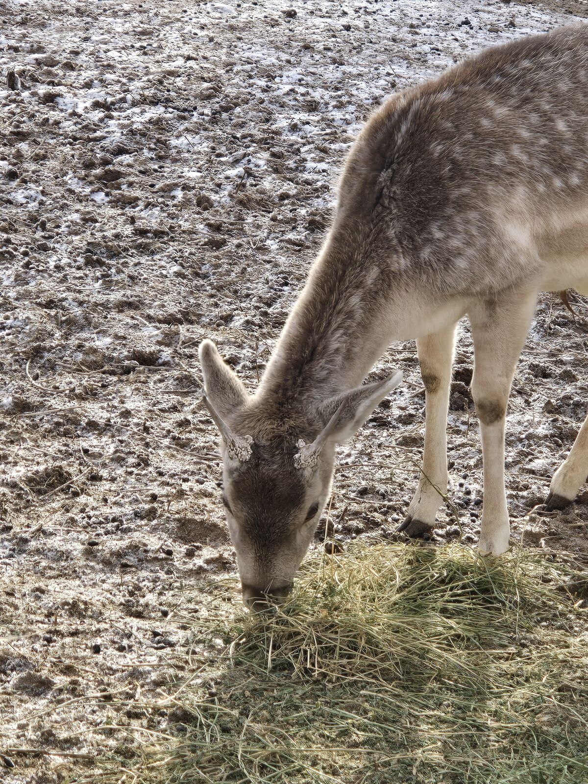 Fallow deer