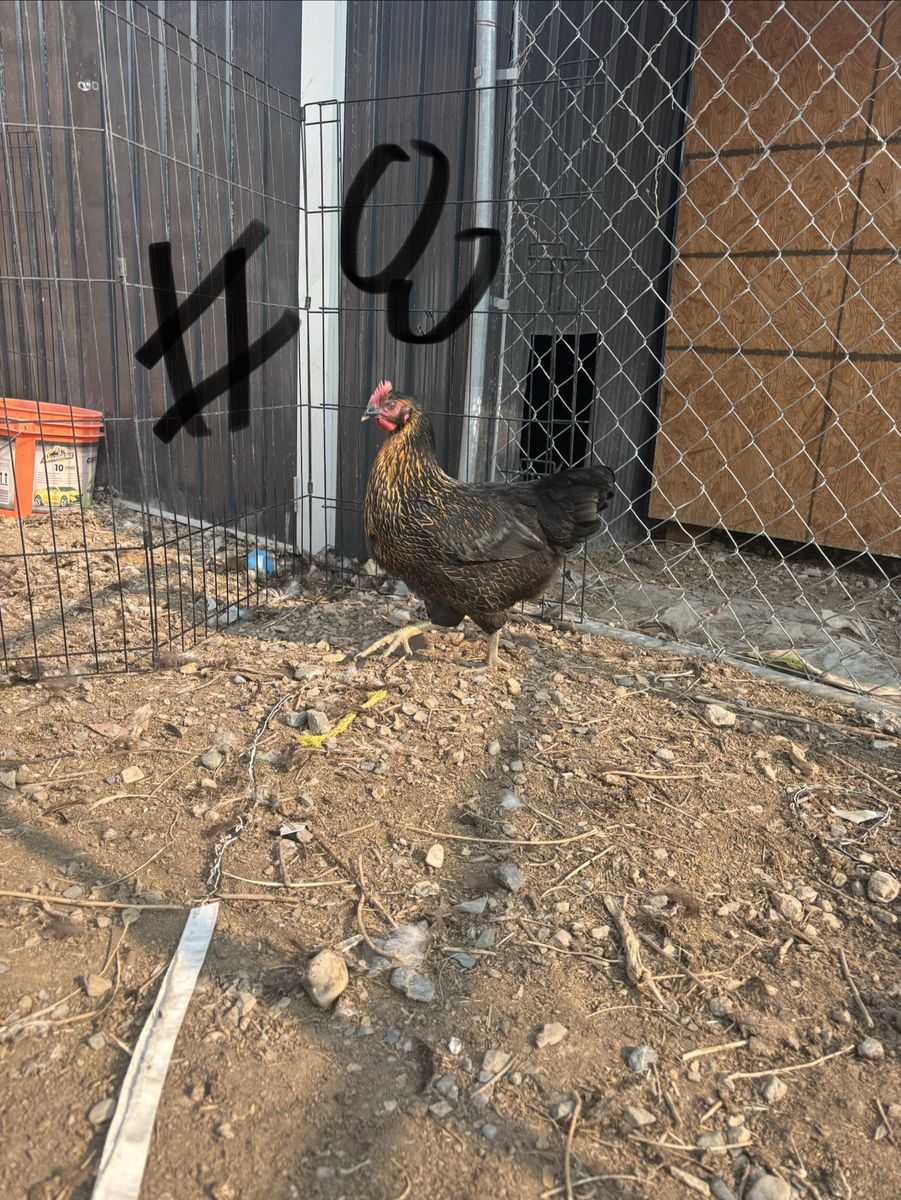 Black copper Maran and olive egger hens