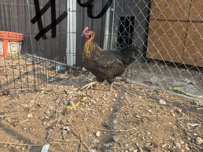 Black copper Maran hens