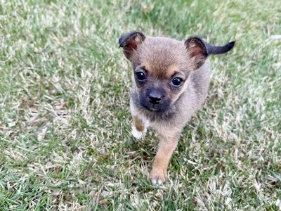 Last Tiny Female Chihuahua Puppy Ready Now