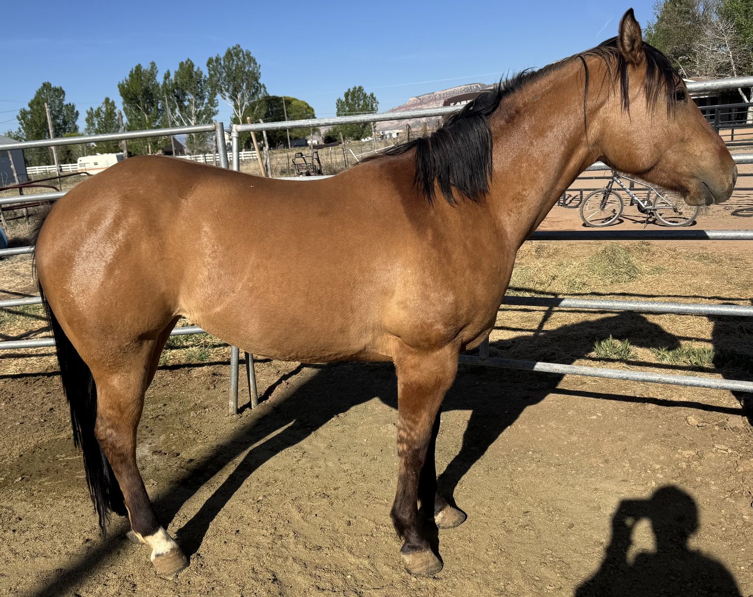 3 year old filly