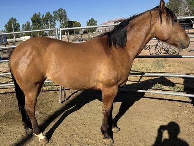3 year old filly