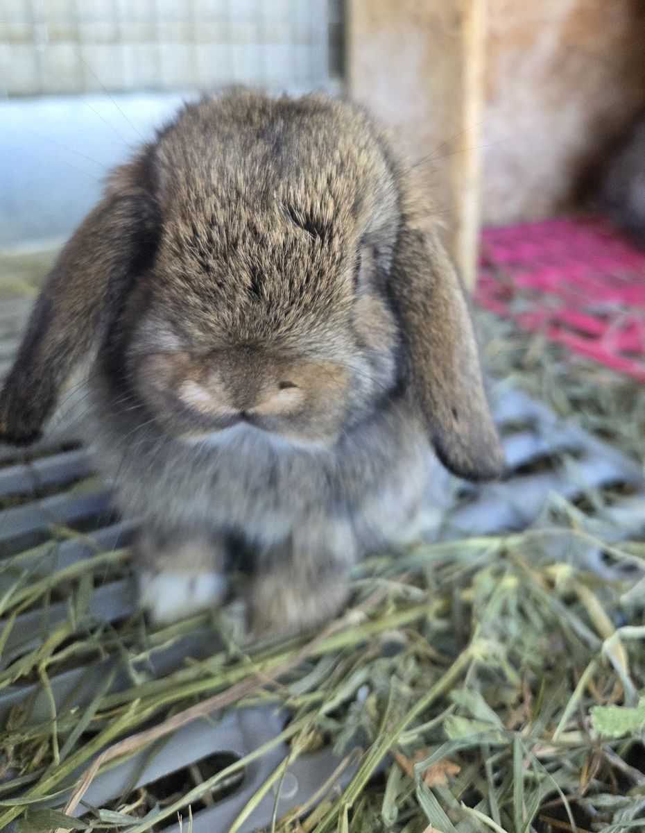 Mini Lop Bunny Rabbit Kits