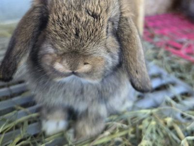 Mini Lop Bunny Rabbit Kits
