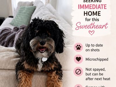 1-Year-Old Female Phantom Micro Bernedoodle - Princess