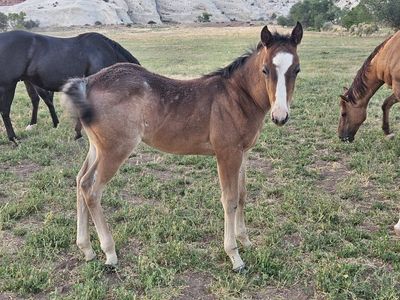 2026 AQHA colt Smoky Roosters