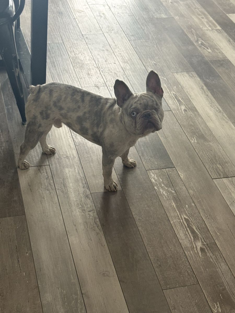 Free Short Hair Frenchie