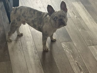 Free Short Hair Frenchie