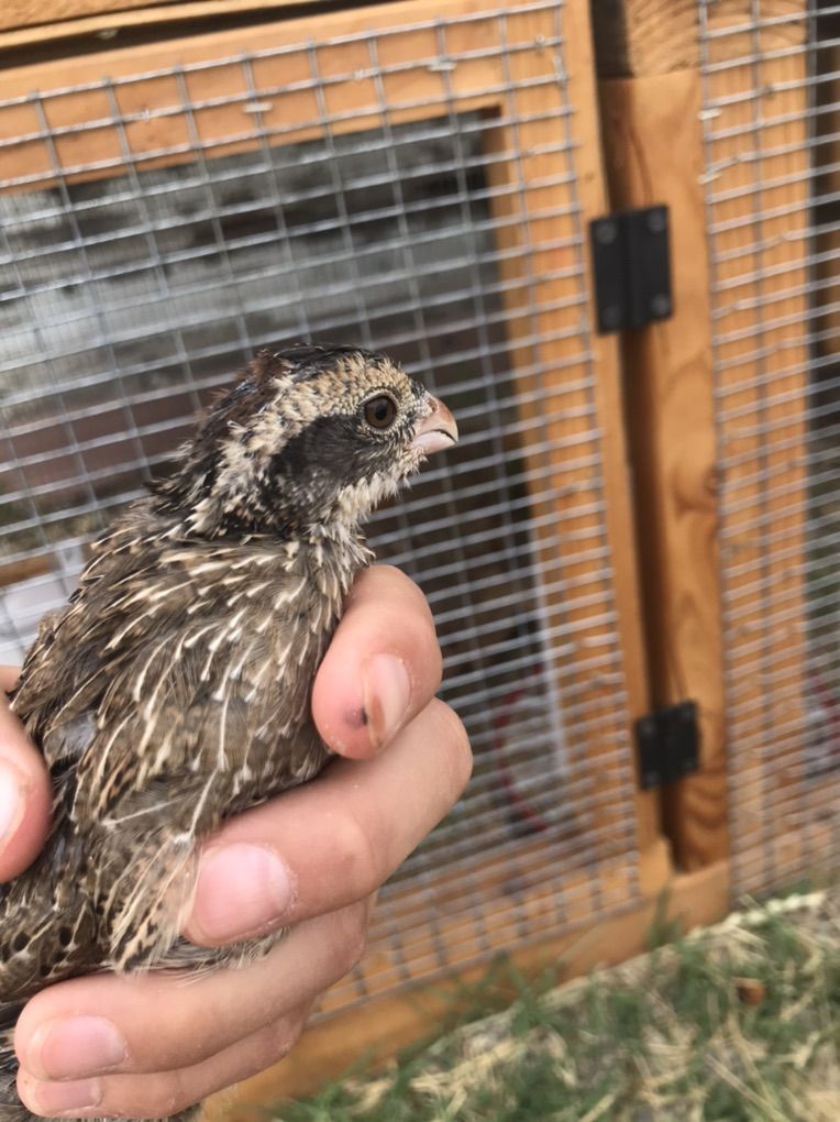 Bobwhite Quail For Sale