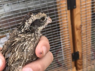 Bobwhite Quail For Sale