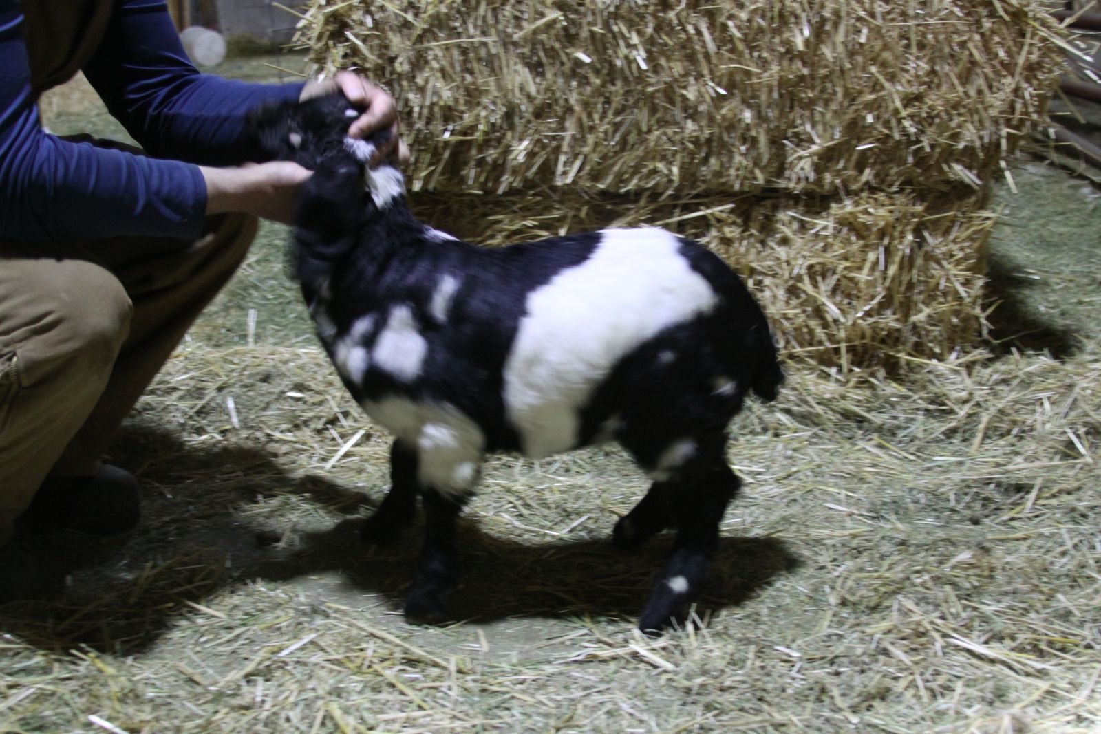 Dapple Boar Buck/whether/show goat