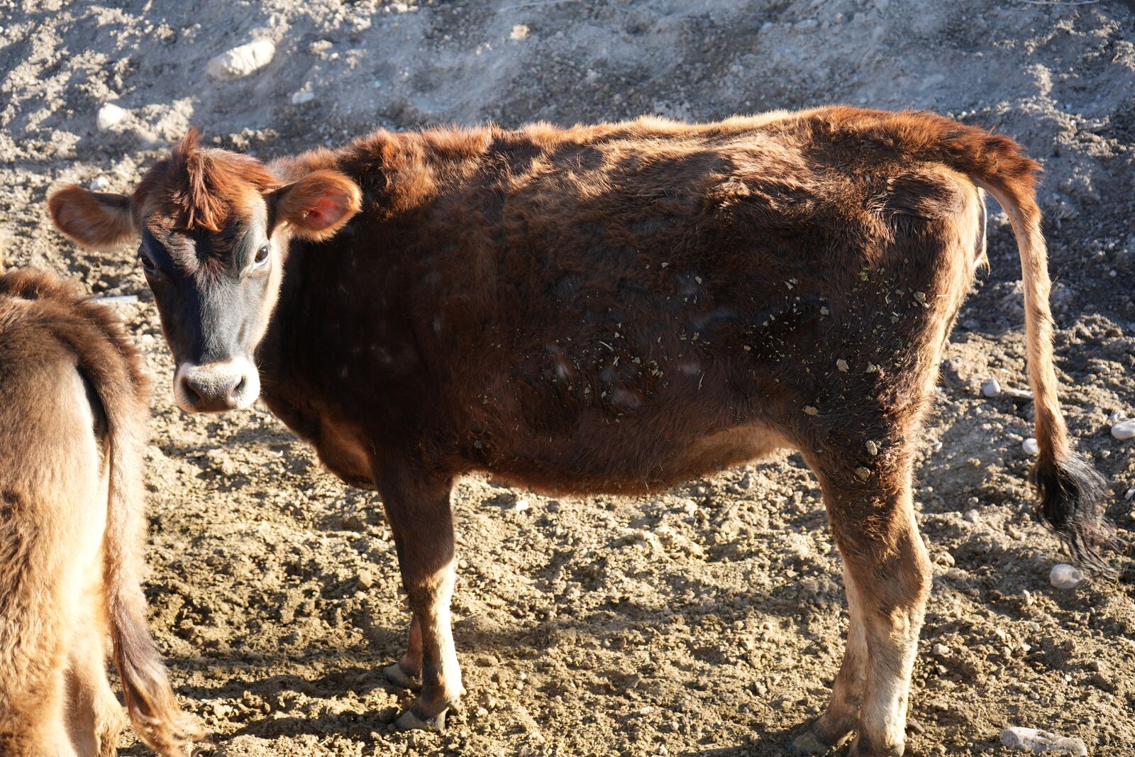Exposed Jersey Heifer