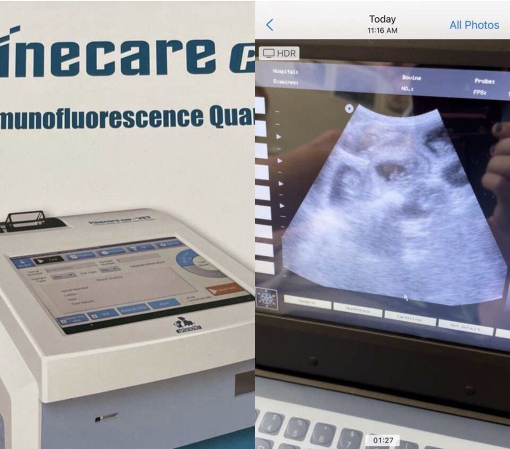 Progesterone, Ultrasound, Poodle Stud Breeding