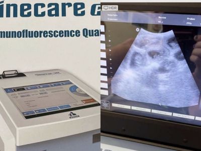 Progesterone, Ultrasound, Poodle Stud Breeding