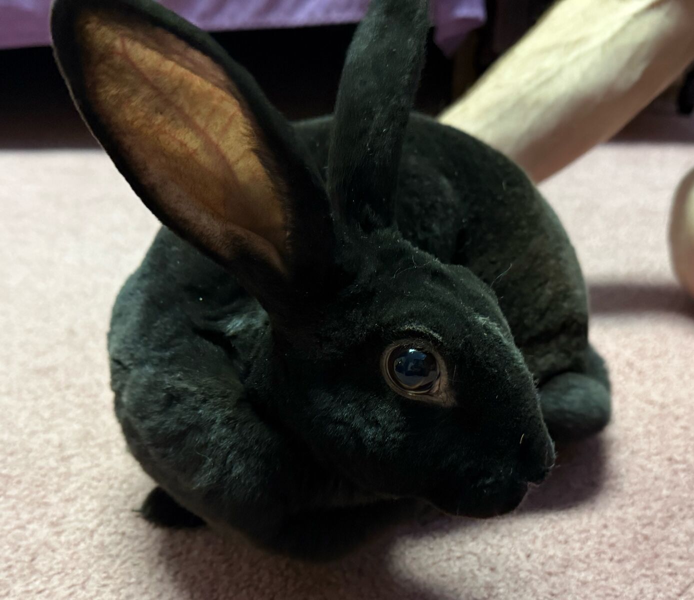 Black velveteen male