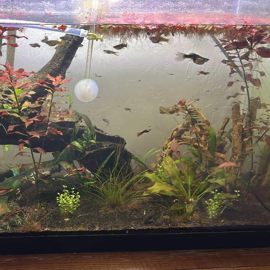 Fancy/mixed Guppies for sell