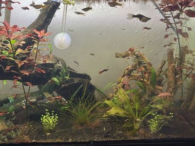 Fancy/mixed Guppies for sell