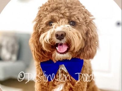 14lb F1b Cavapoo Stud Bb, +/+