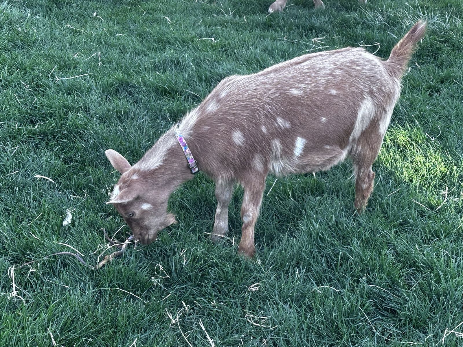 Nigerian Dwarf Doe